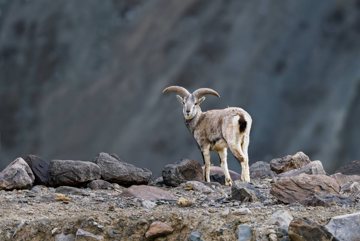 Blue sheep (bharal) standing on a rocky slope, Spiti Valley