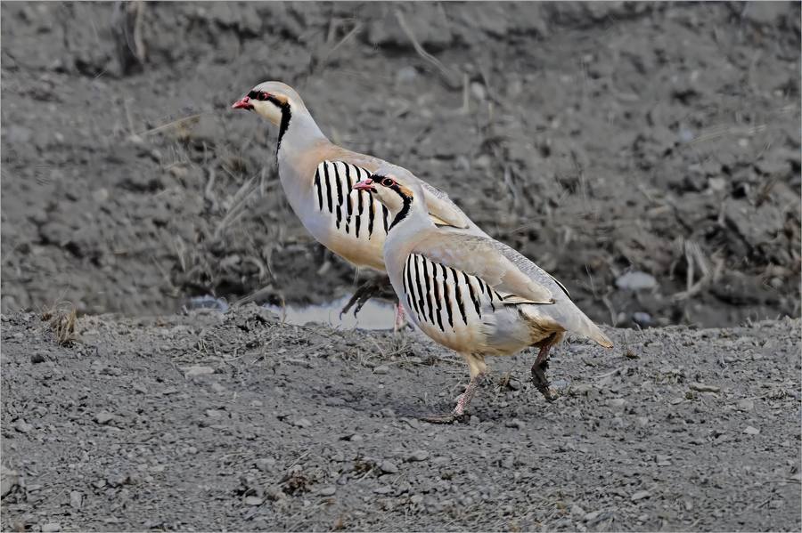 Pair of chukar partridge walking on the ground, Spiti Valley