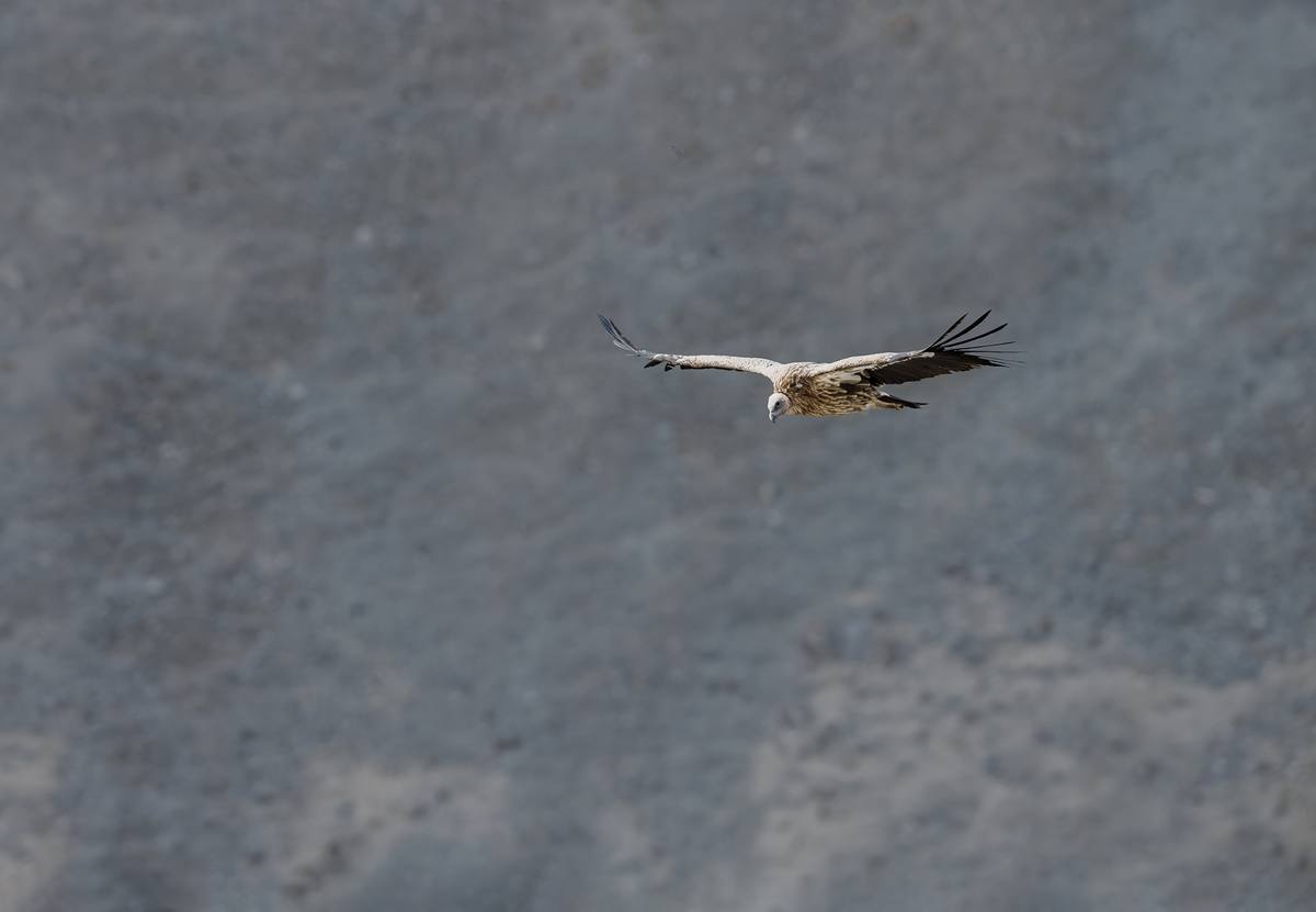 Himalayan griffon vulture in flight, Spiti Valley