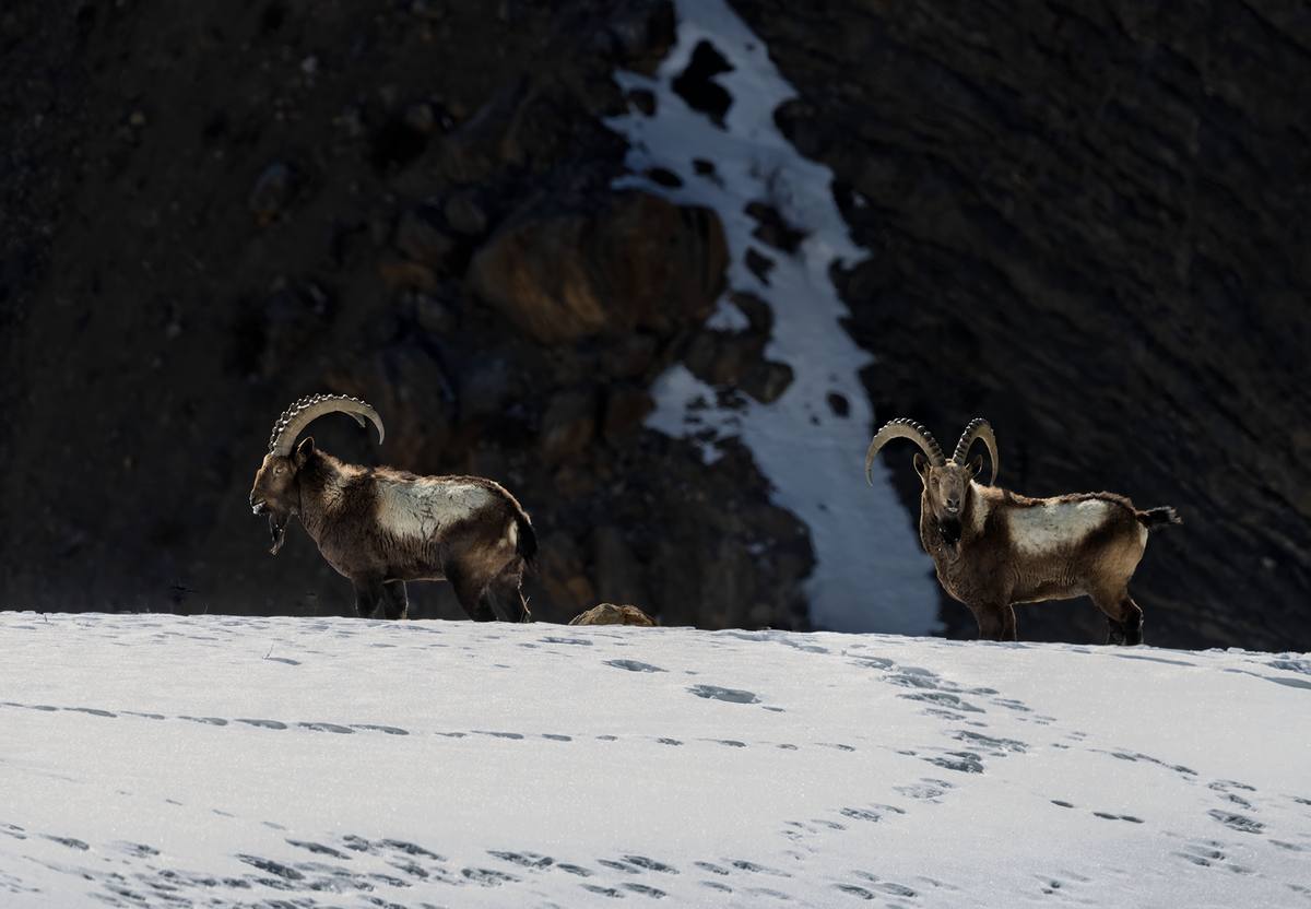 Two Himalayan ibex on a snow ridge, Spiti Valley