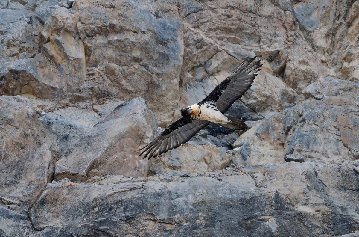 Lammergeier (bearded vulture) in flight against a cliff face, Spiti Valley
