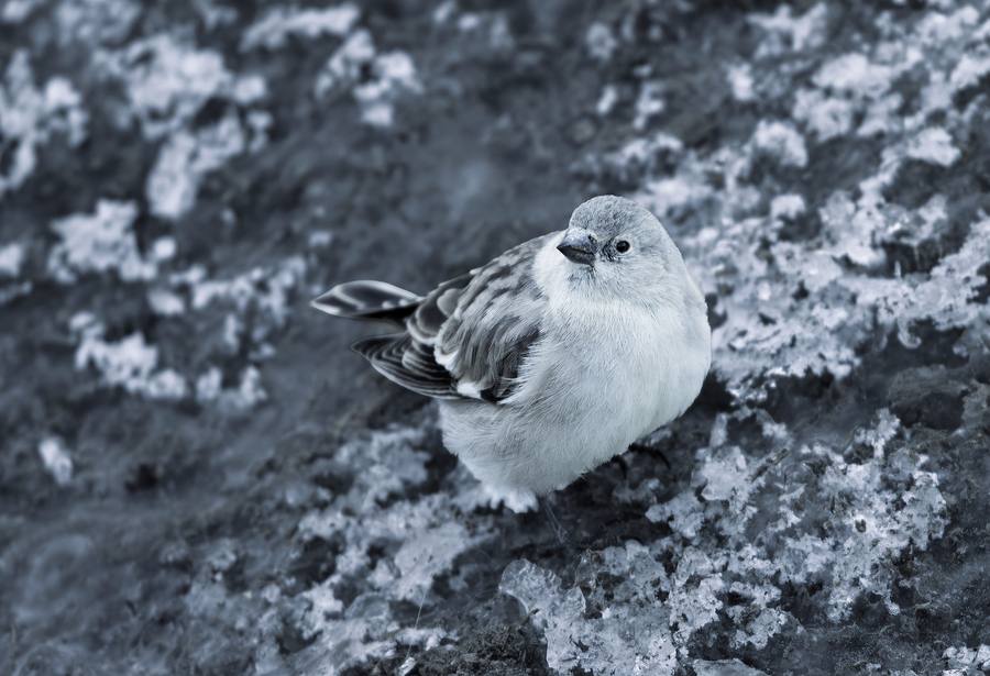 Plain mountain snowfinch perched on a lichen-covered rock, Spiti Valley