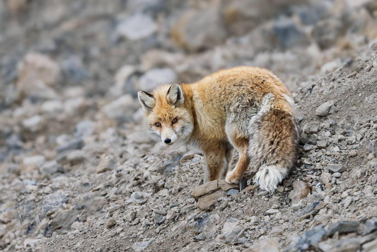 Red fox looking directly at the camera, Spiti Valley