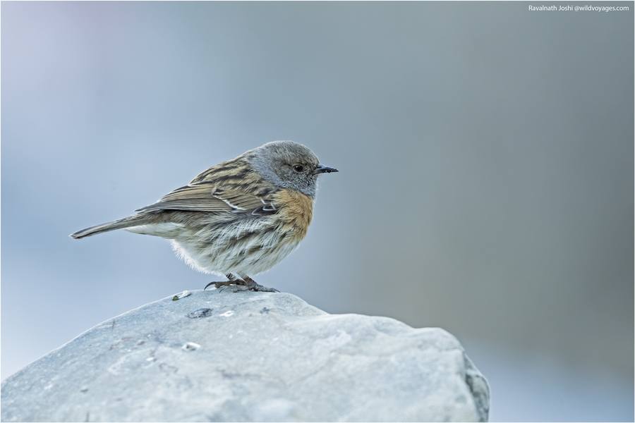 Robin accentor perched on a rock, Spiti Valley
