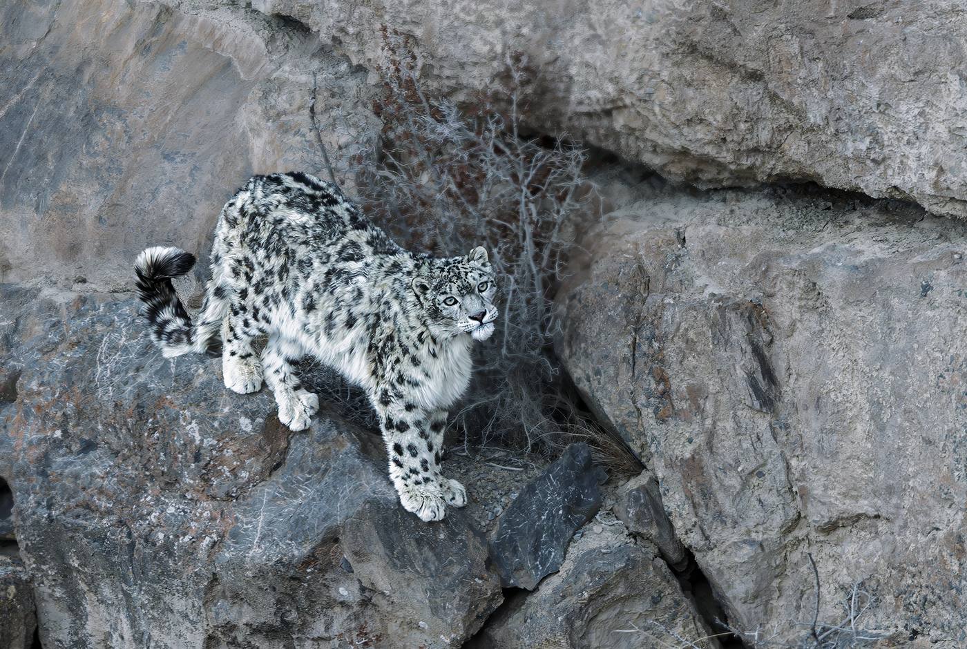 Snow leopard looking back over its shoulder on a rocky cliff, Spiti Valley