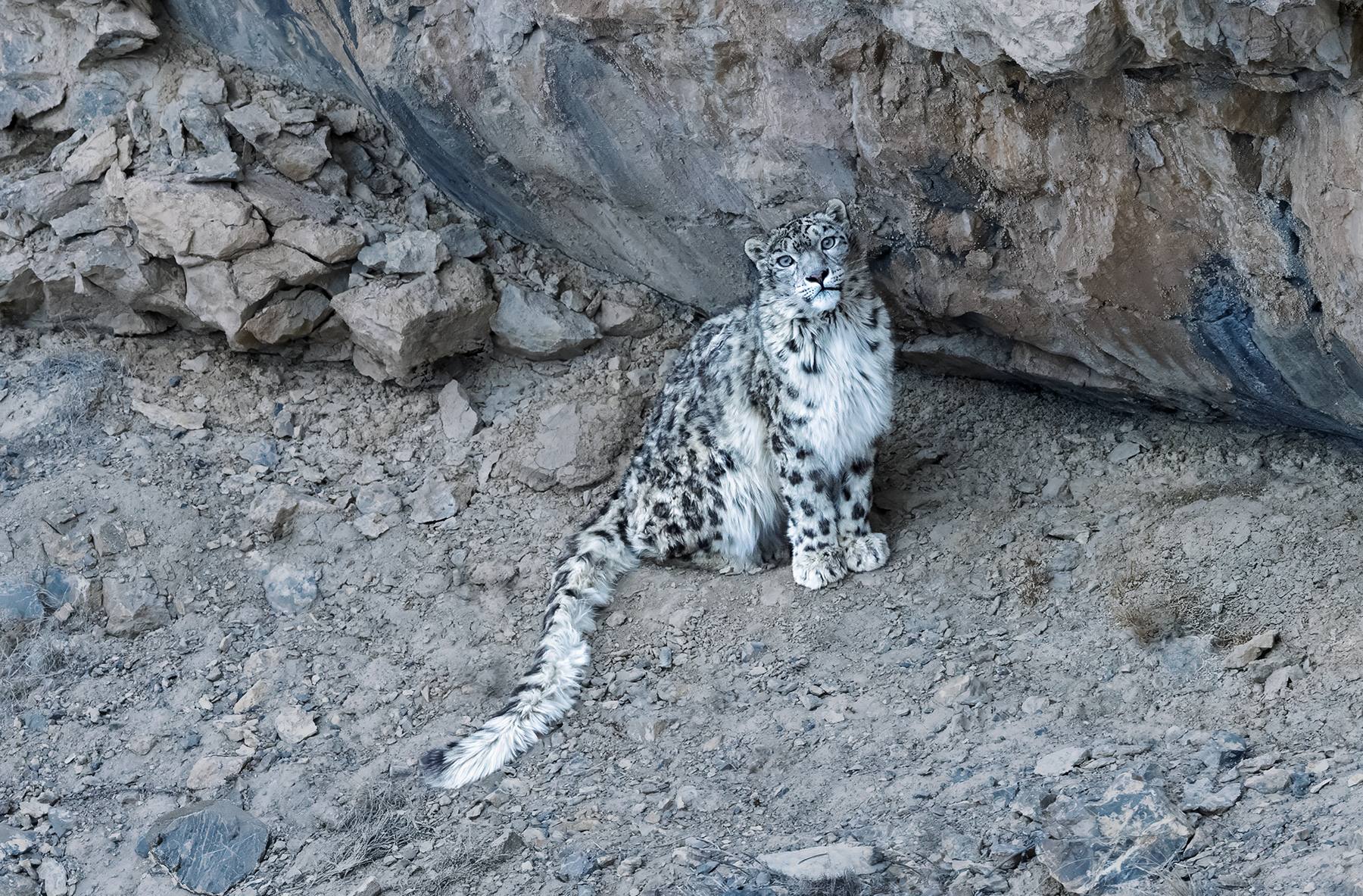 Snow leopard sitting on a rocky outcrop, Kibber Wildlife Sanctuary, Spiti Valley