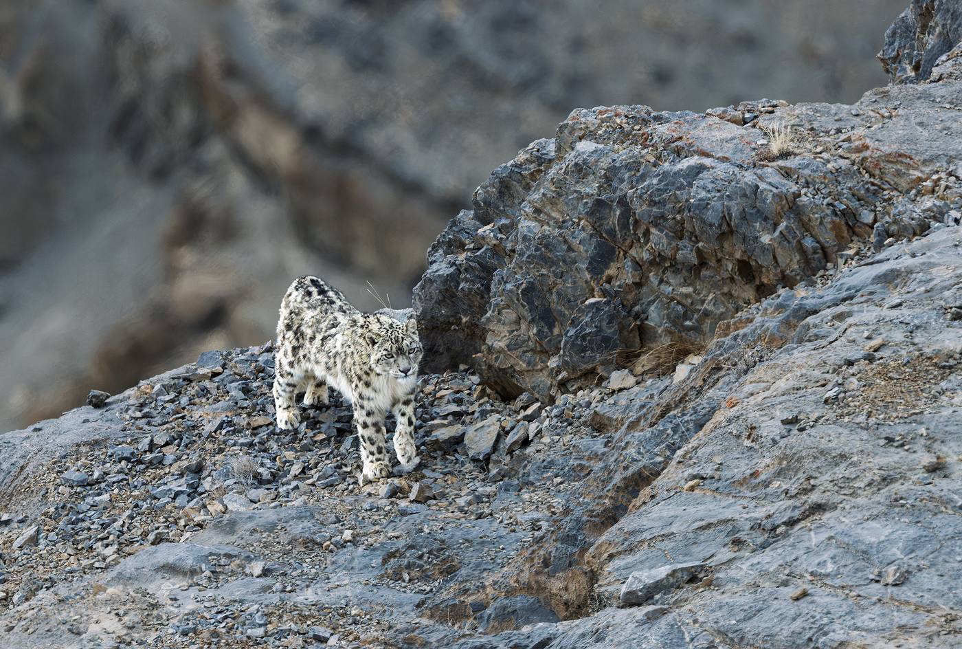 Snow leopard walking across a rocky mountainside, Spiti Valley