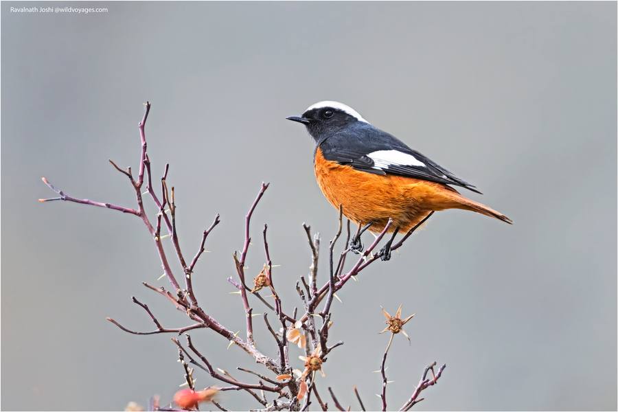 White-winged redstart perched on a branch, Spiti Valley